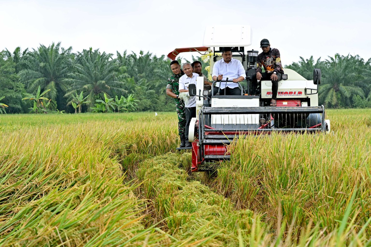 Gubernur Sumut Minta Bantuan Presiden Perbaiki Tanggul untuk Tingkatkan Produksi Padi